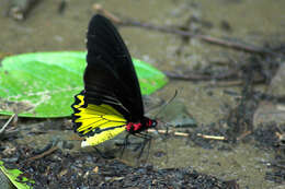 Troides helena (Linnaeus 1758) resmi