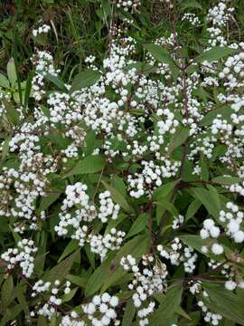 Image of spreading snakeroot