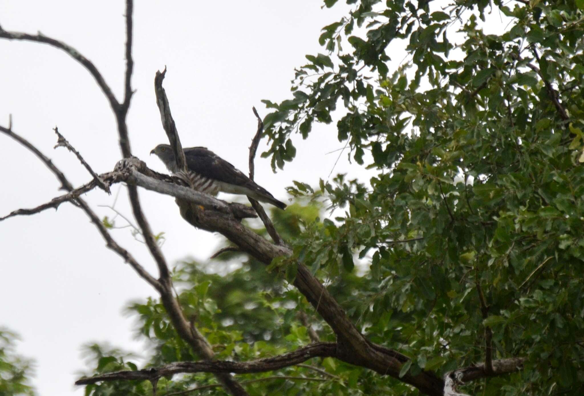 Image of African Cuckoo-Falcon