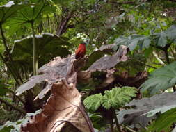 Image of Juan Fernandez Firecrown