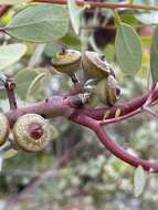 Image of Eucalyptus minniritchi D. Nicolle