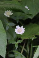 Imagem de Astrantia maxima Pall.