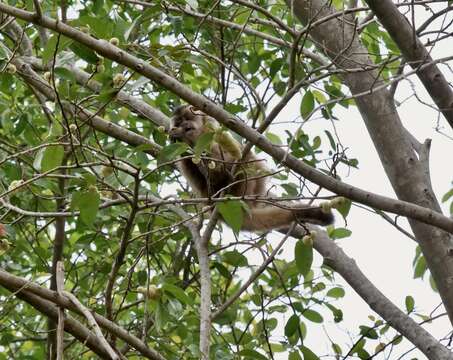 Image of Bearded Capuchin