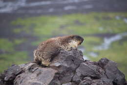 Image of Black-capped Marmot