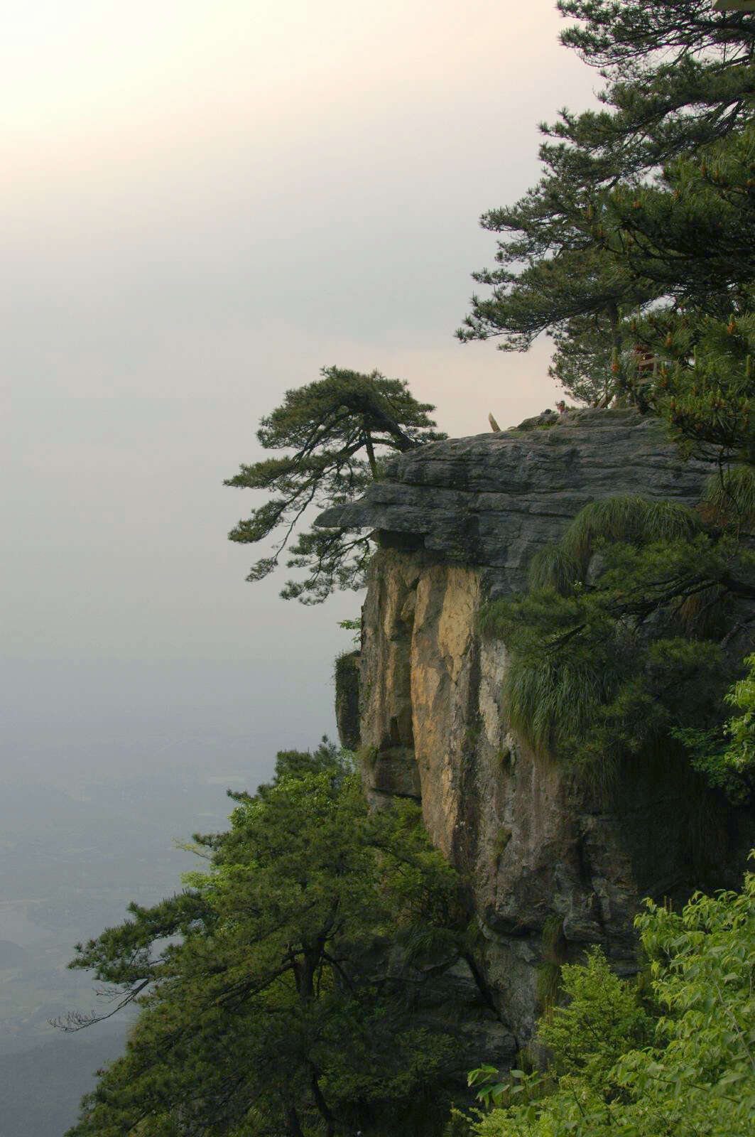 Plancia ëd Pinus hwangshanensis W. Y. Hsia