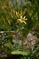 Image of Dudley's triteleia