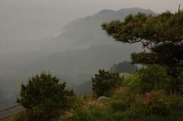 Image of Huangshan Pine