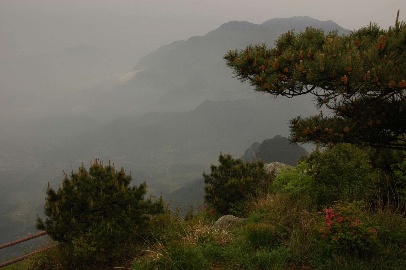 Image of Huangshan Pine