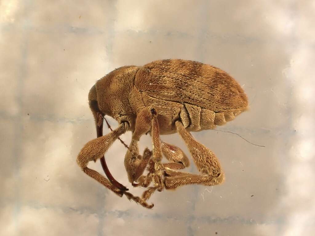 Image of Curculio venosus (Gravenhorst 1807)