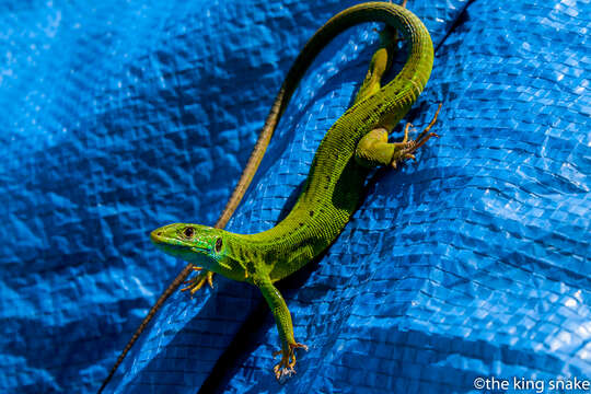 Image of Western Green Lizard