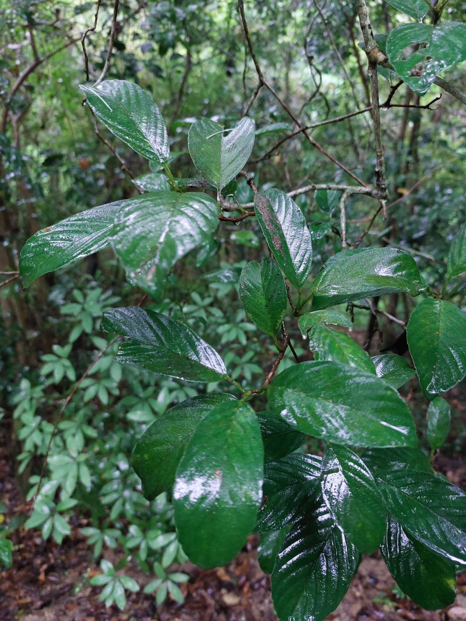 Image of Tetracera sarmentosa (L.) Vahl