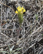 Image of cutleaf Indian paintbrush