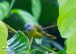 Image of White-shouldered Tanager