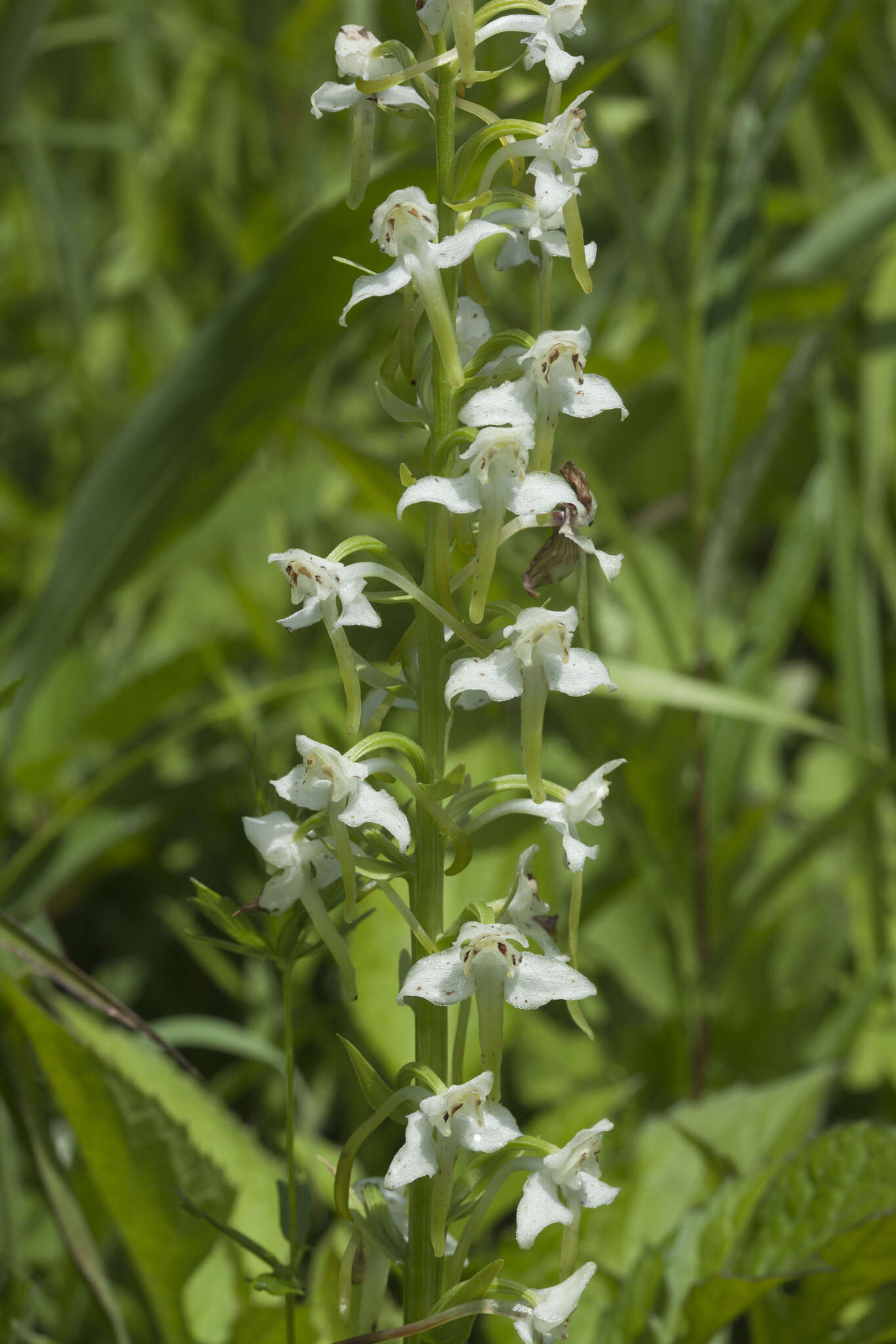 Image of Platanthera densa Freyn