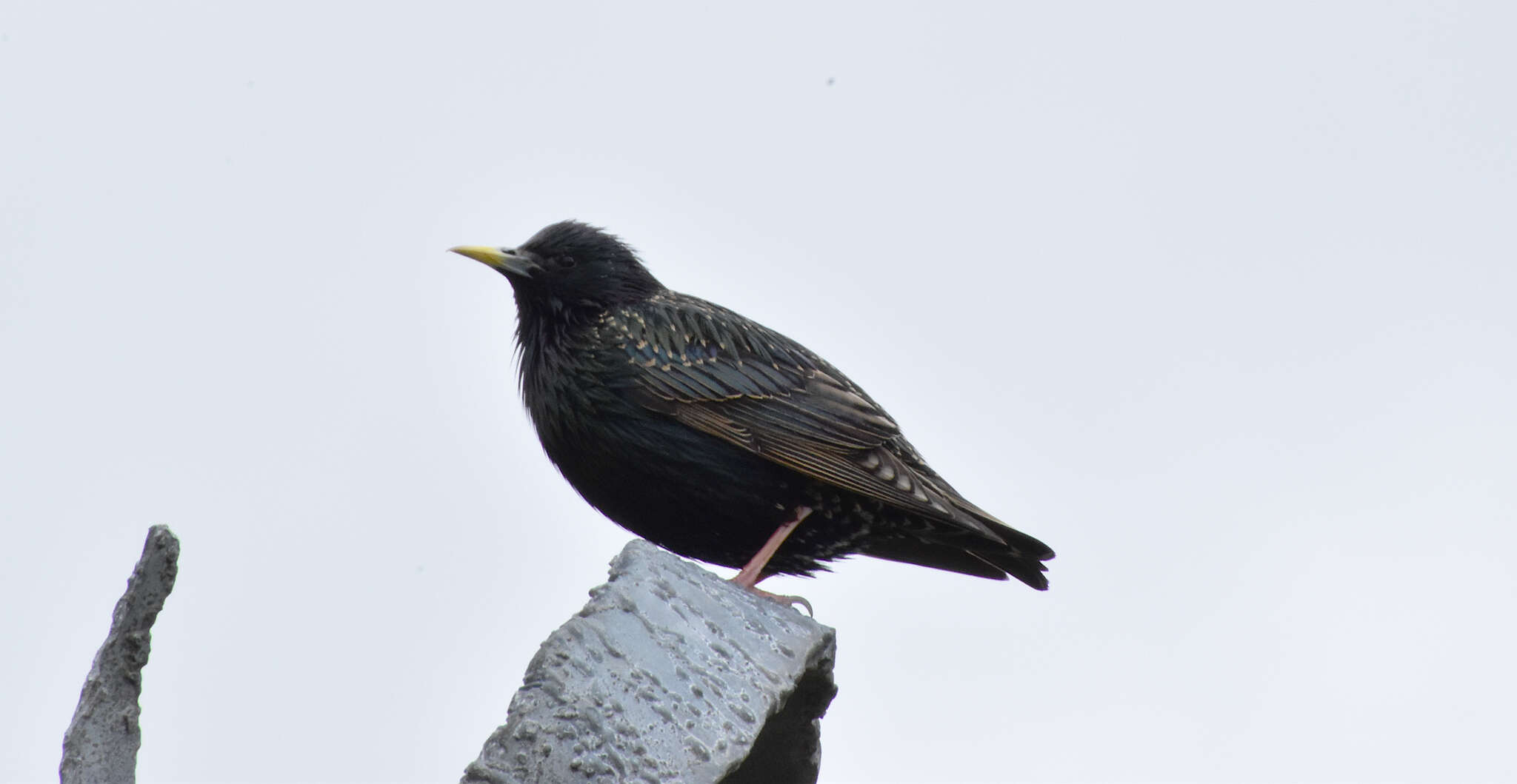 Sivun Sturnus vulgaris faroensis Feilden 1872 kuva