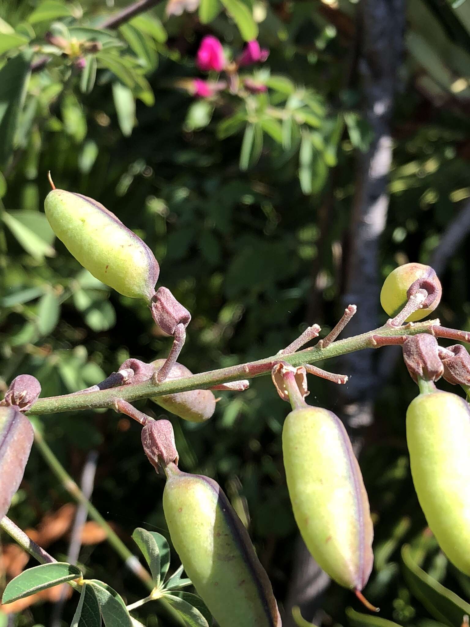 Plancia ëd Hypocalyptus coluteoides (Lam.) R. Dahlgren