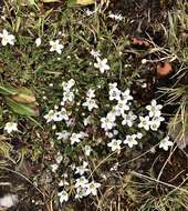 Image of Arenaria ciliata subsp. ciliata