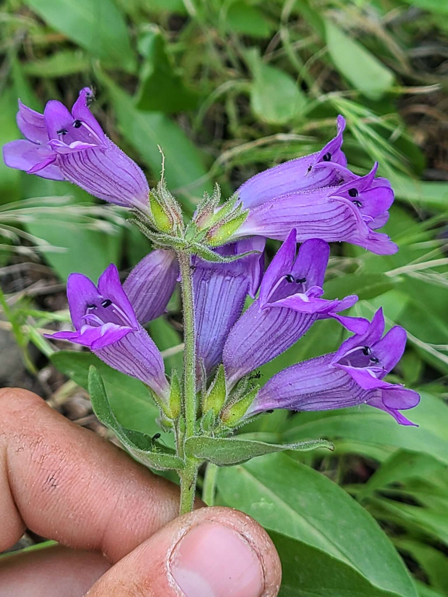 Image of stickystem penstemon