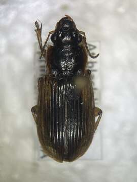 Anisodactylus (Anadaptus) discoideus Dejean 1831 resmi