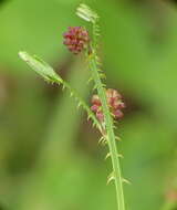 Sivun Mimosa quadrivalvis var. leptocarpa (DC.) Barneby kuva