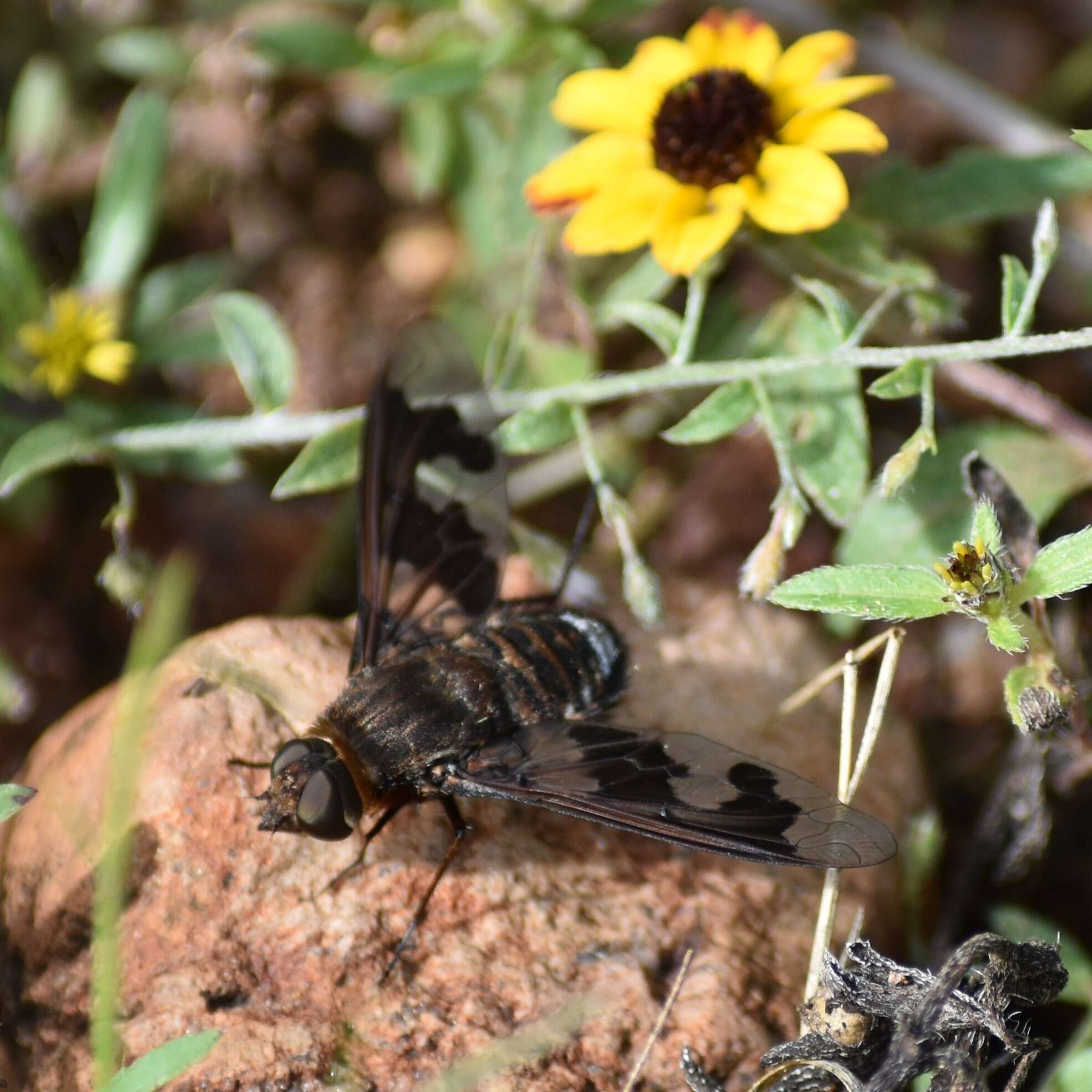 Image of Exoprosopa pueblensis Jaennicke 1867