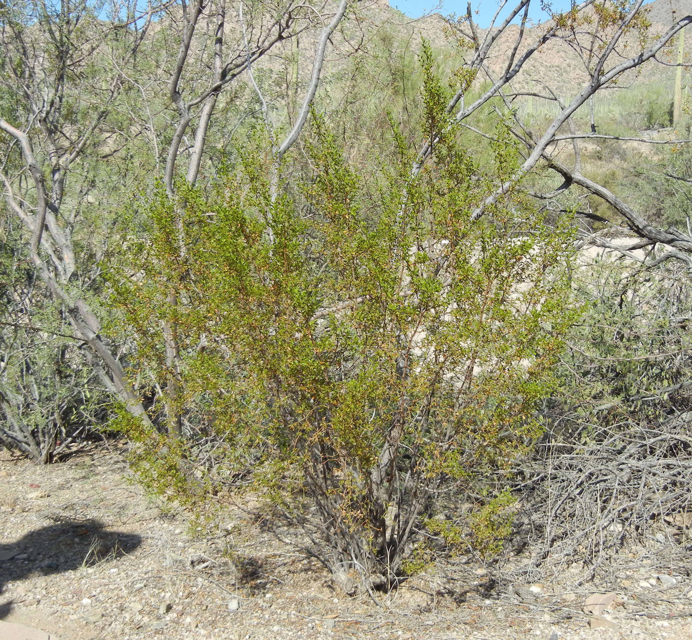 Image de Larrea tridentata (Sesse & Moc. ex DC.) Coult.