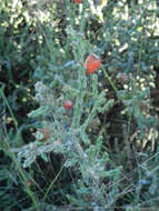 Image de Cylindropuntia leptocaulis (DC.) F. M. Knuth