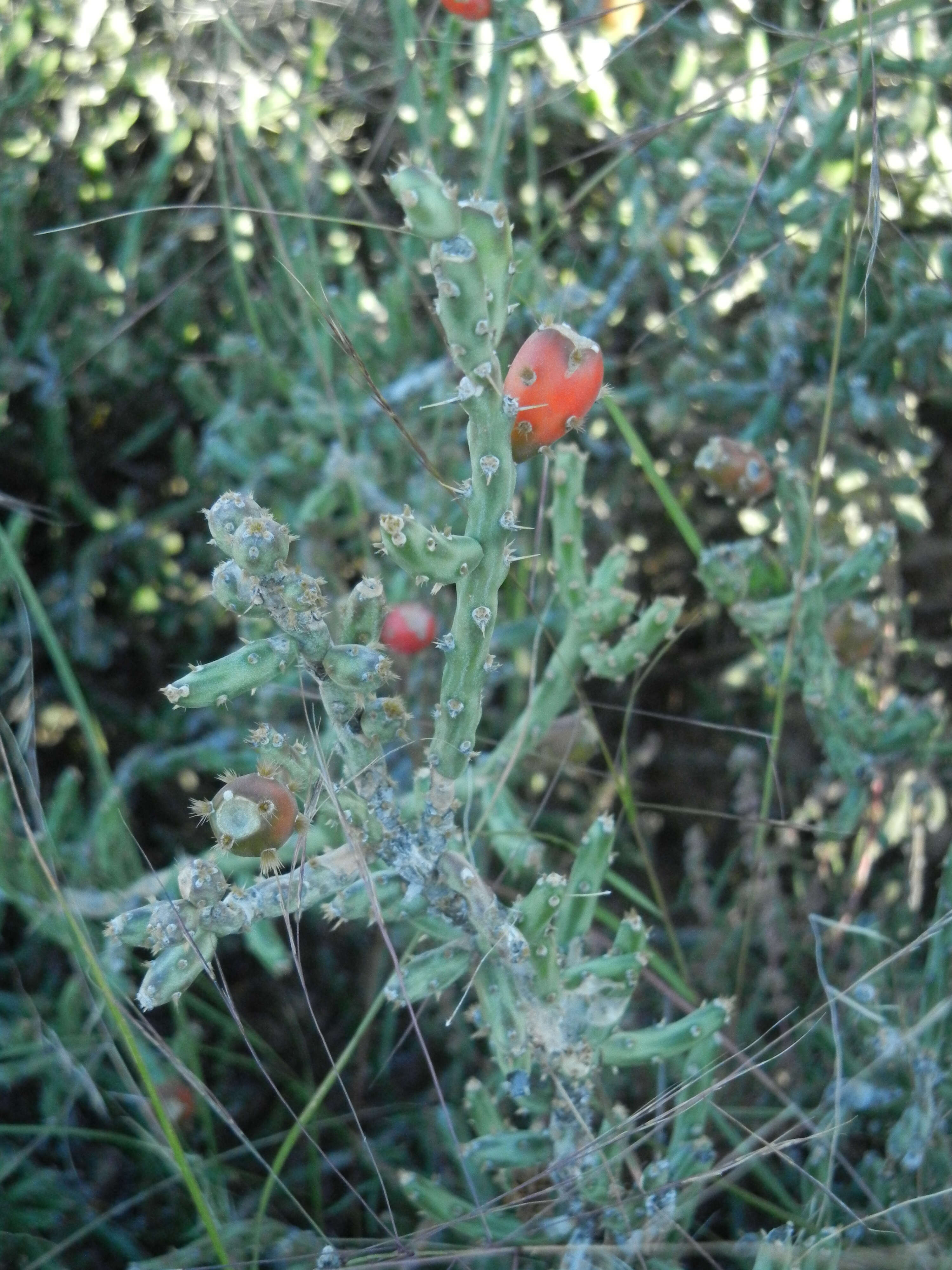 Image de Cylindropuntia leptocaulis (DC.) F. M. Knuth