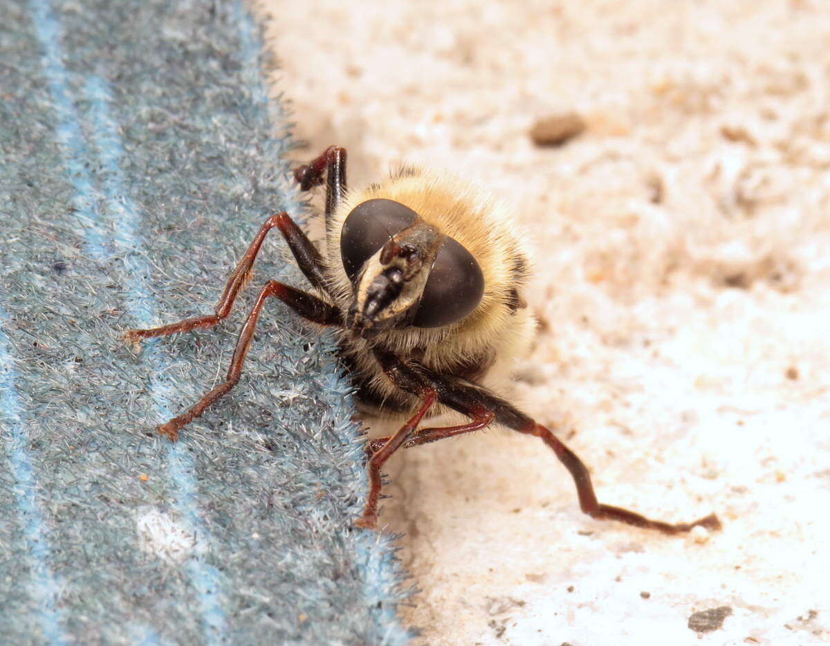 Image de Criorhina verbosa (Walker 1849)