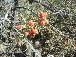 Image de Cylindropuntia leptocaulis (DC.) F. M. Knuth