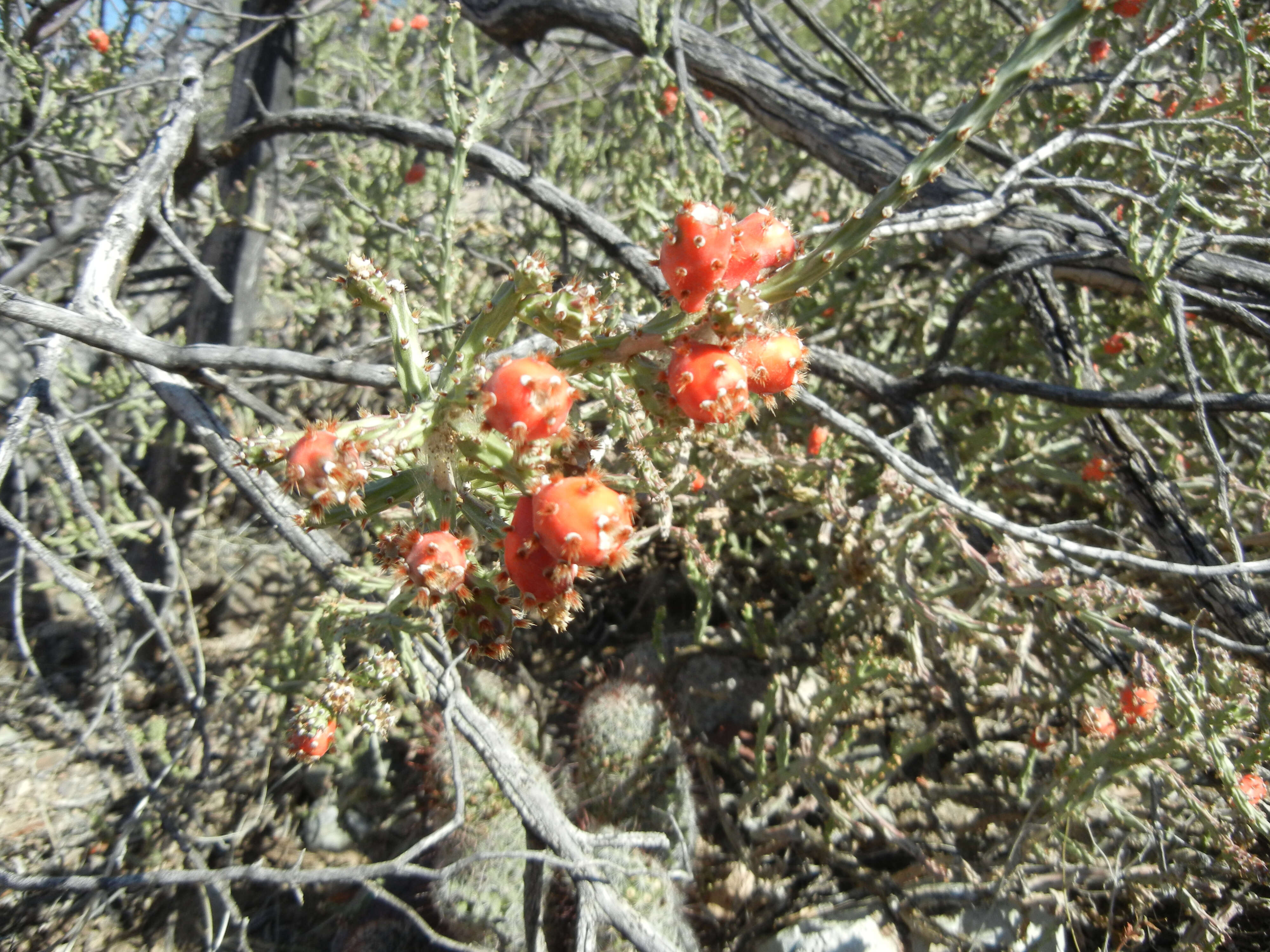 Image de Cylindropuntia leptocaulis (DC.) F. M. Knuth