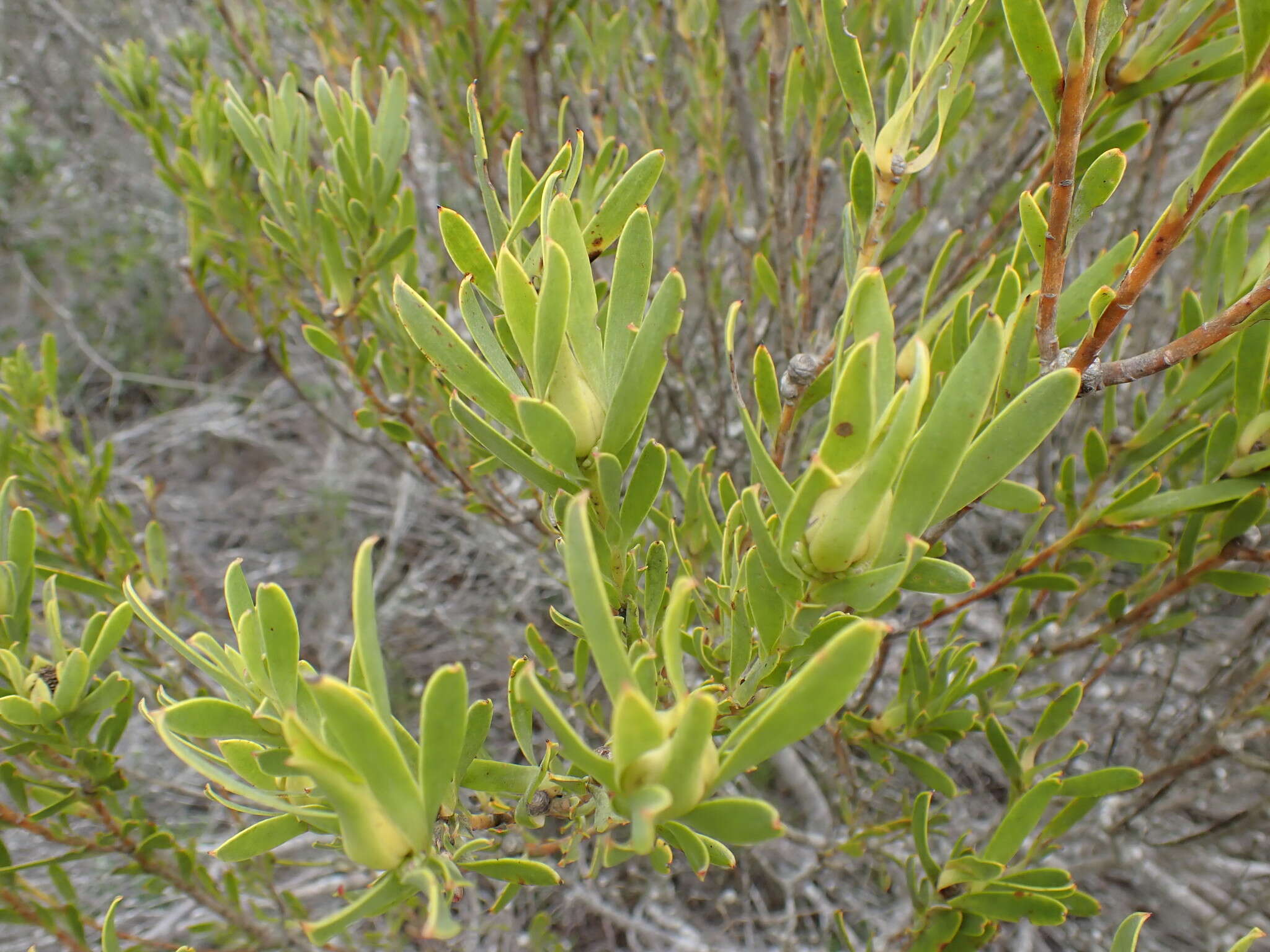 Image of Leucadendron meridianum Salter ex I. Williams