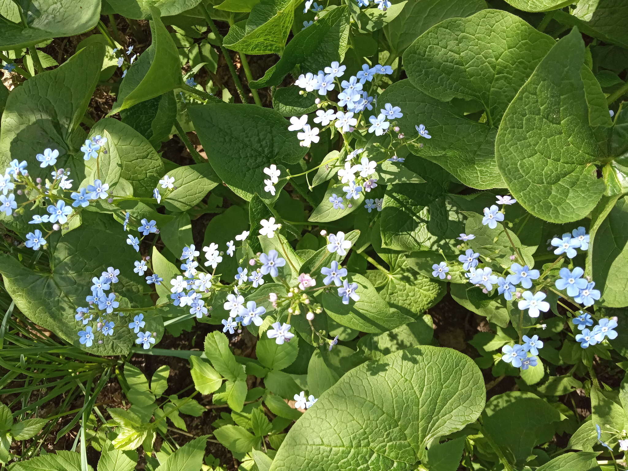 Plancia ëd Brunnera sibirica Stev.