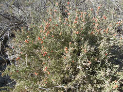 Image de Cylindropuntia leptocaulis (DC.) F. M. Knuth