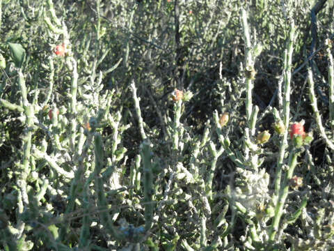 Image de Cylindropuntia leptocaulis (DC.) F. M. Knuth