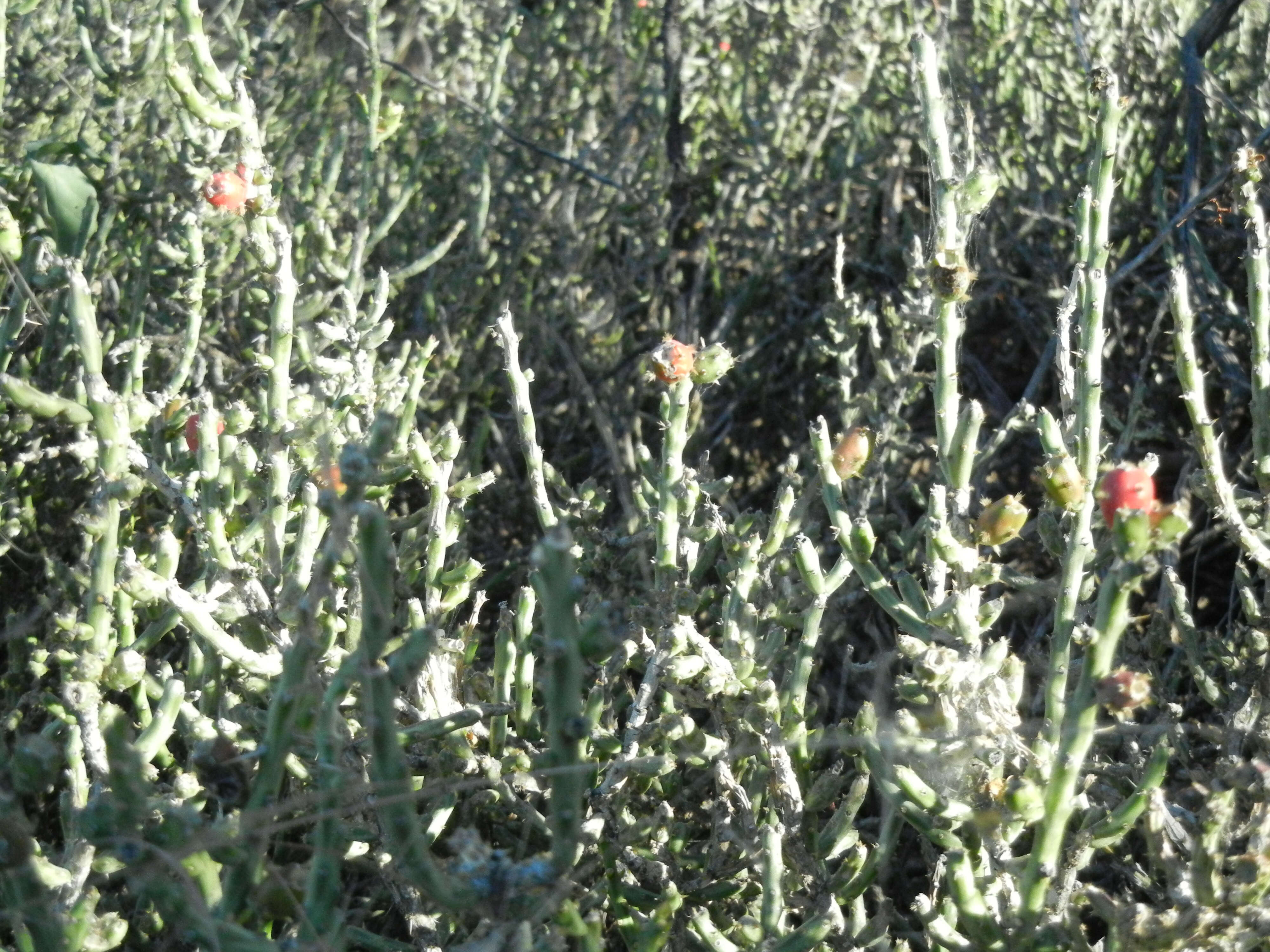 Image of Christmas Cactus