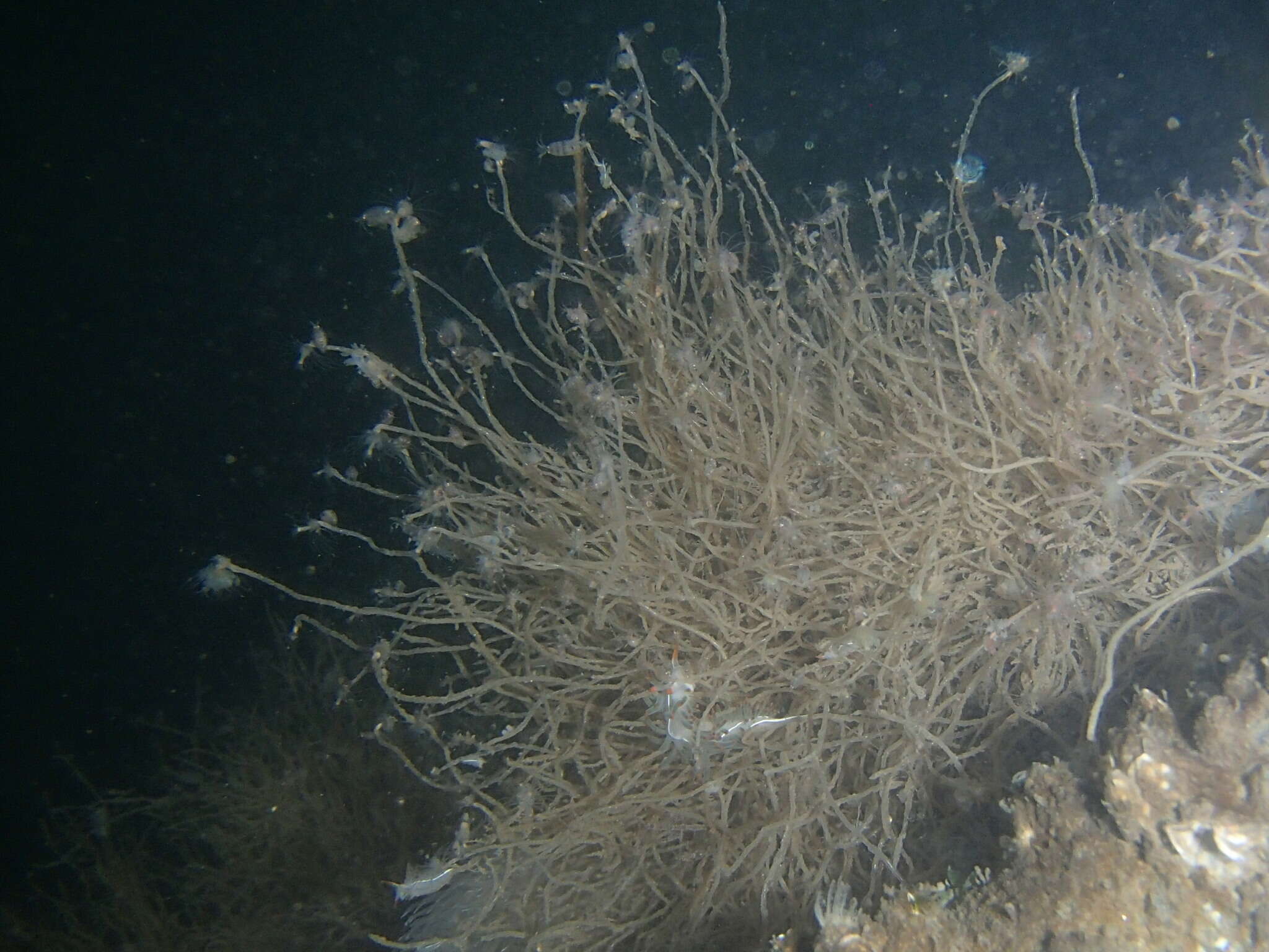 Image of pinkmouth hydroid