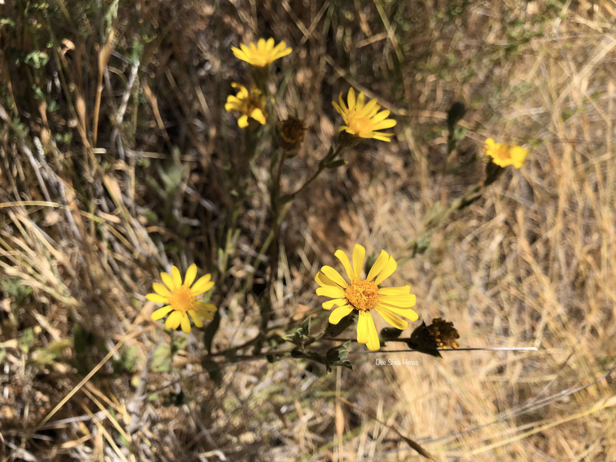 Image of sessileflower false goldenaster