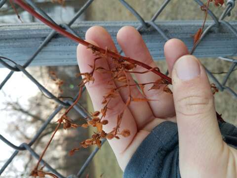 صورة Fallopia scandens (L.) Holub