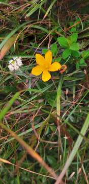 Image of Hypericum nagasawai Hayata