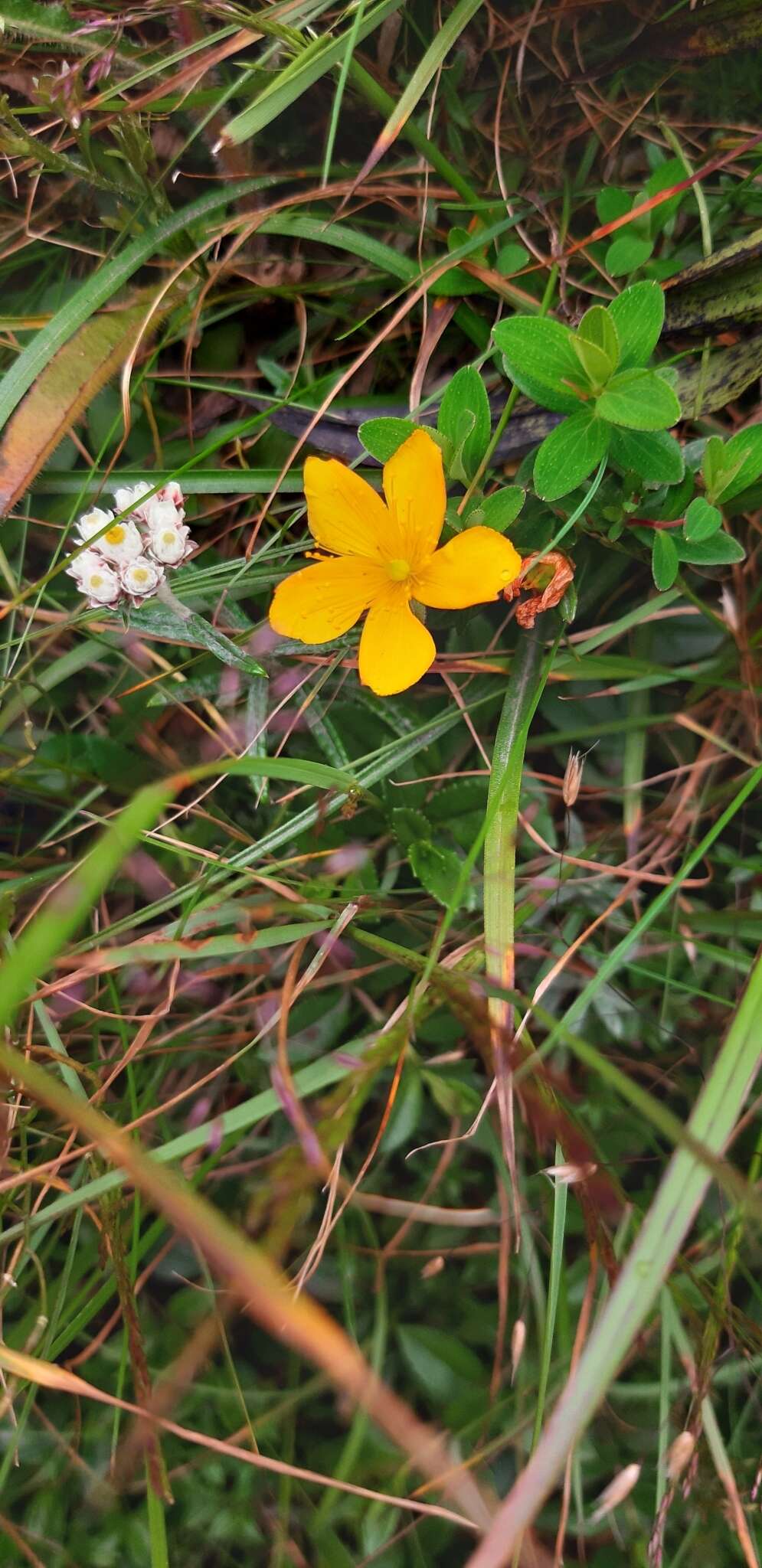 Image of Hypericum nagasawai Hayata