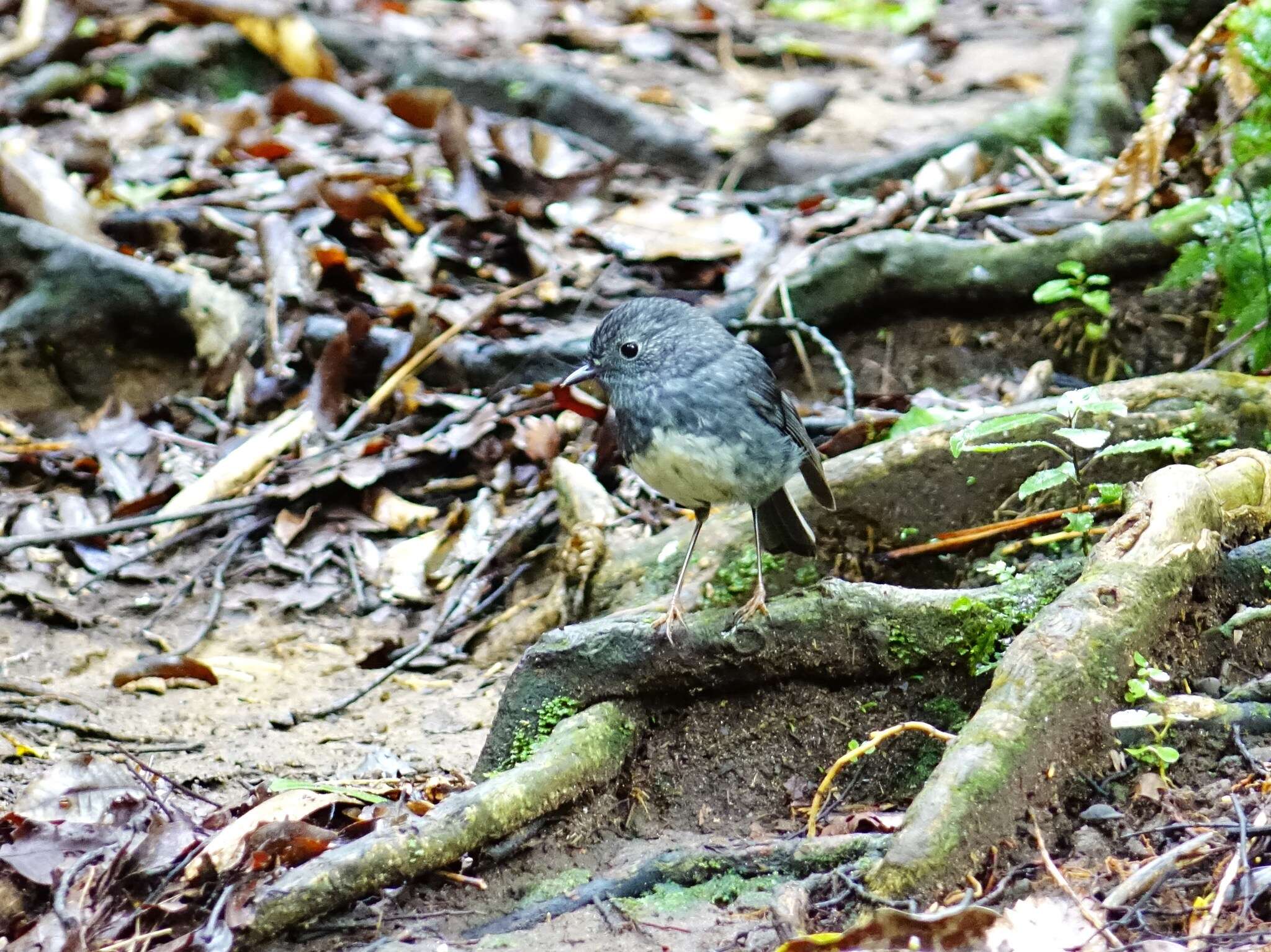 Image of North Island Robin