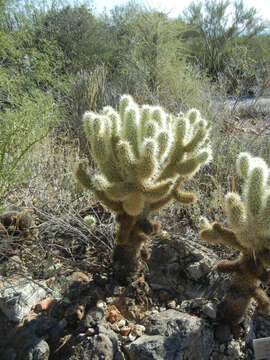 Image of teddybear cholla