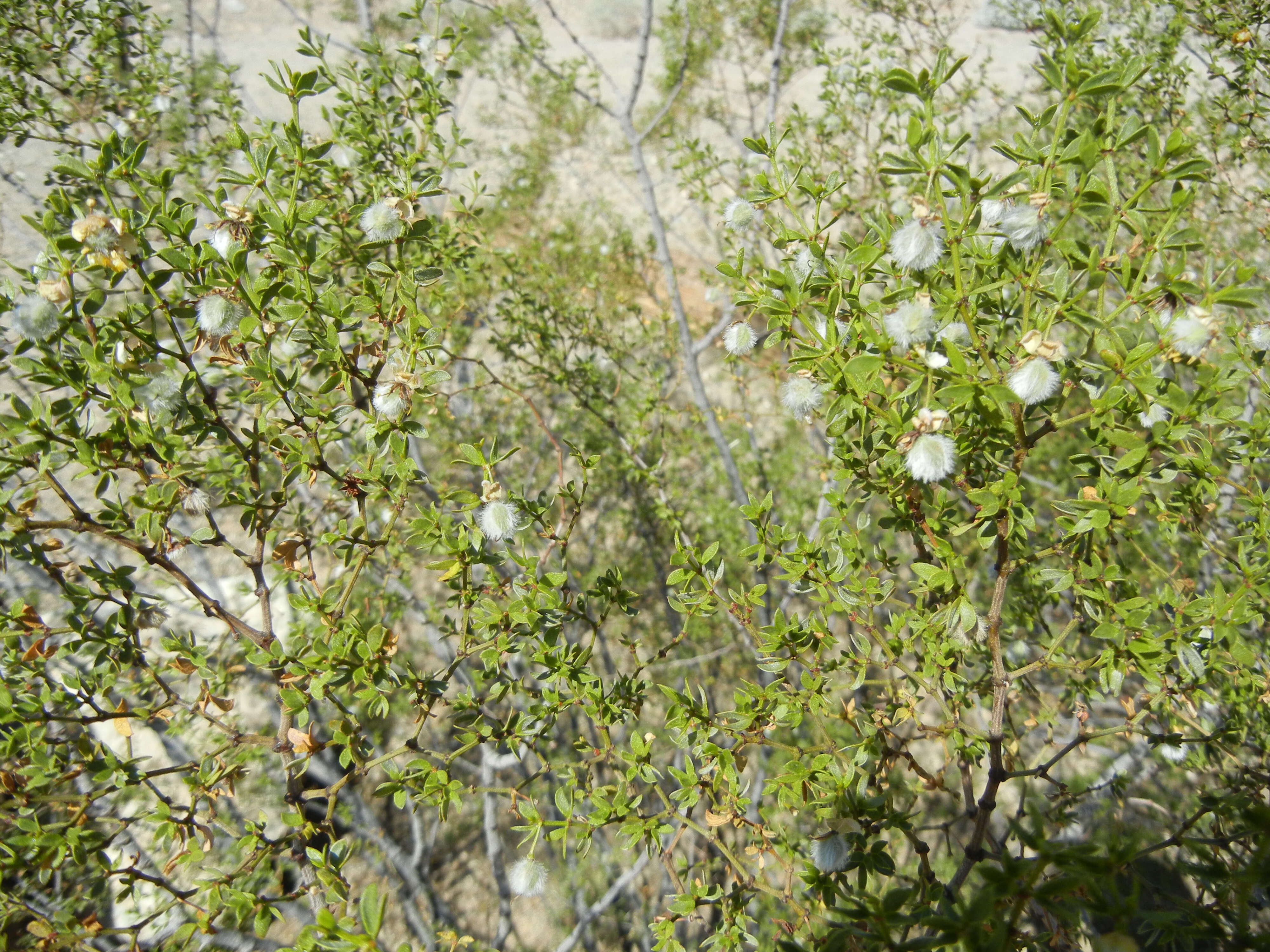 Image of creosote bush