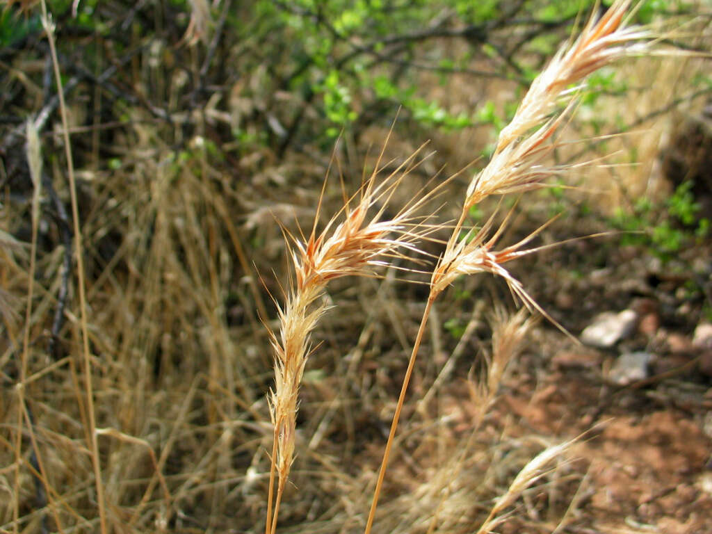 Image of compact brome