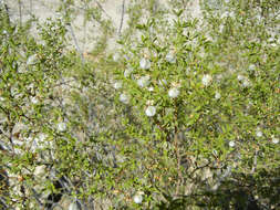 Image de Larrea tridentata (Sesse & Moc. ex DC.) Coult.