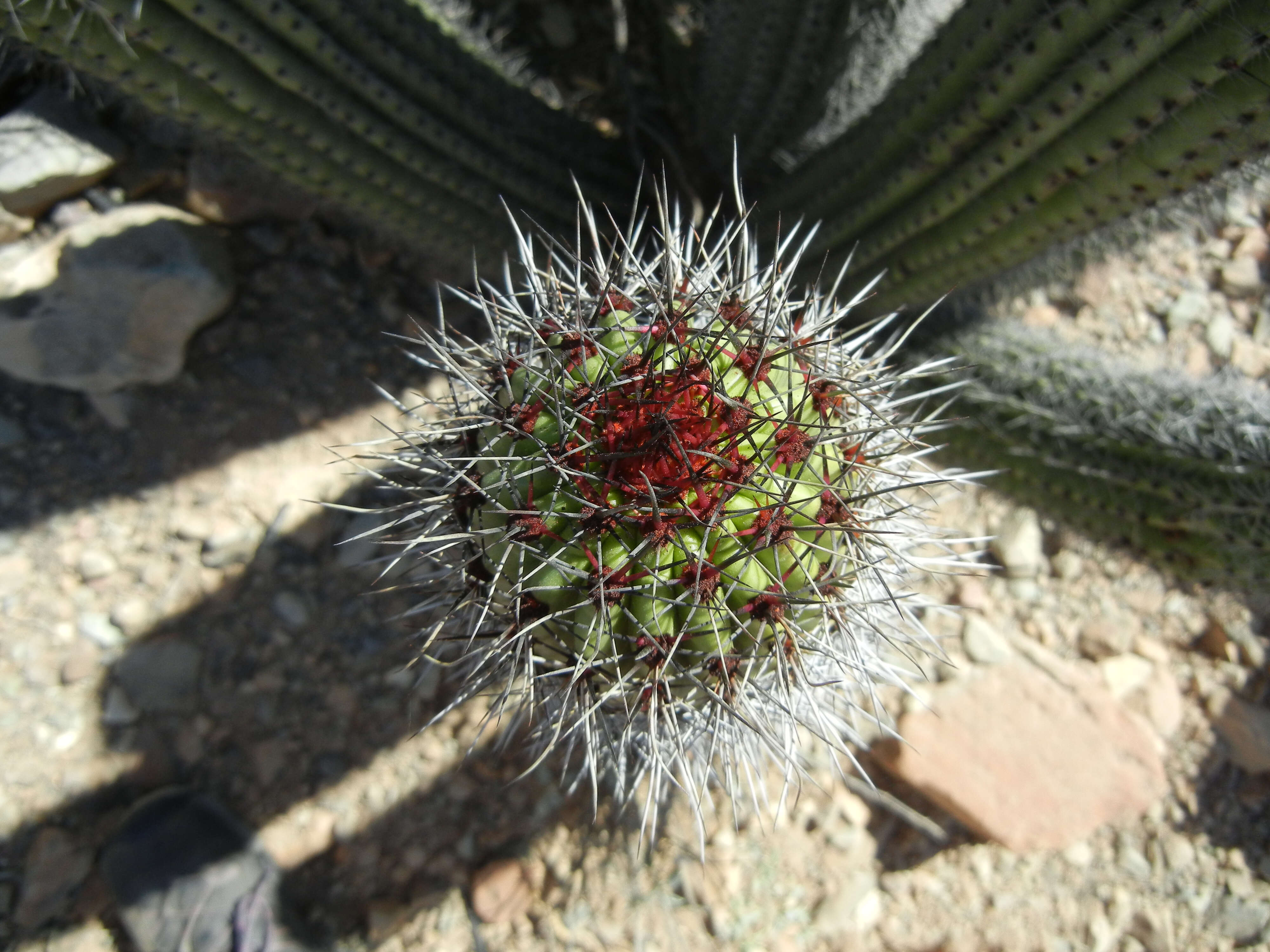 Image of Organ Pipe Cactus