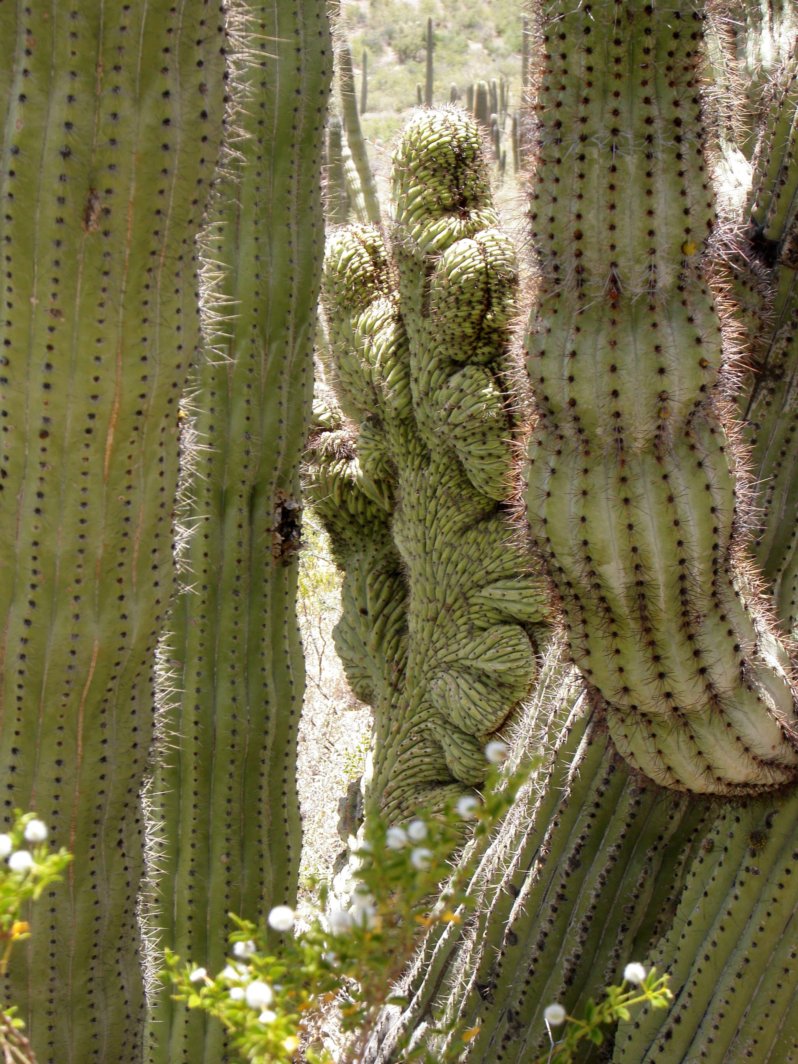 Image of Organ Pipe Cactus