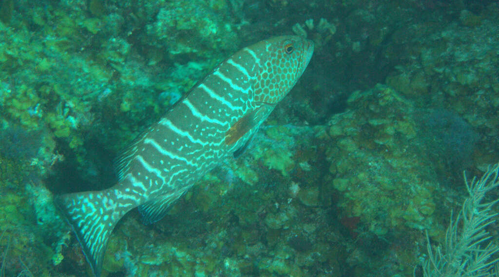 Image of Tiger Grouper