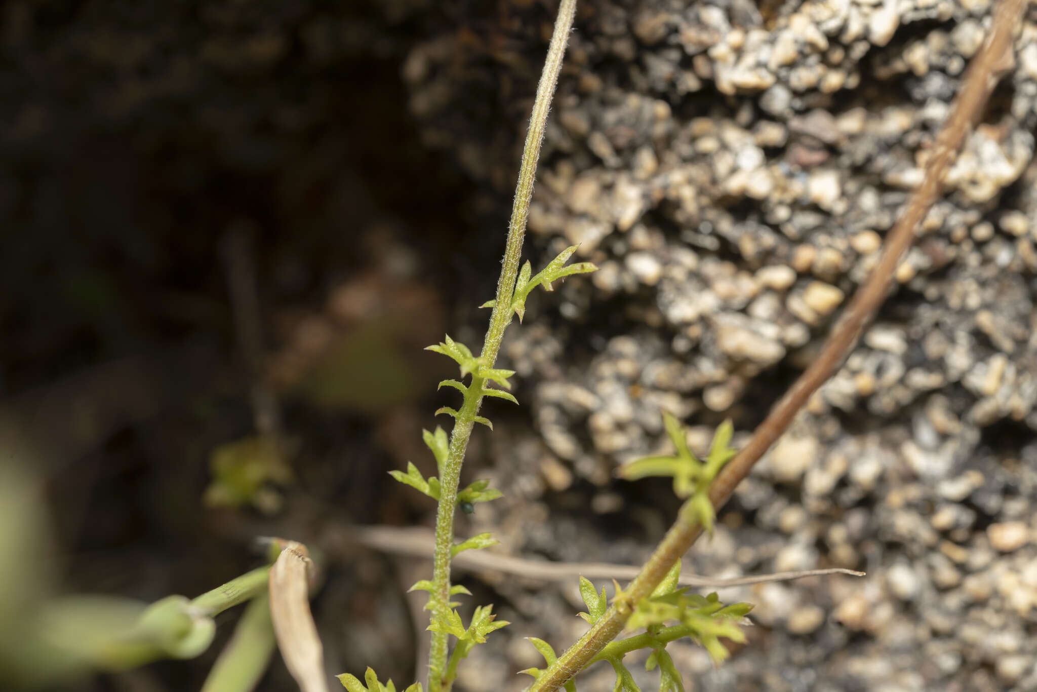 Image of Anthemis chia L.